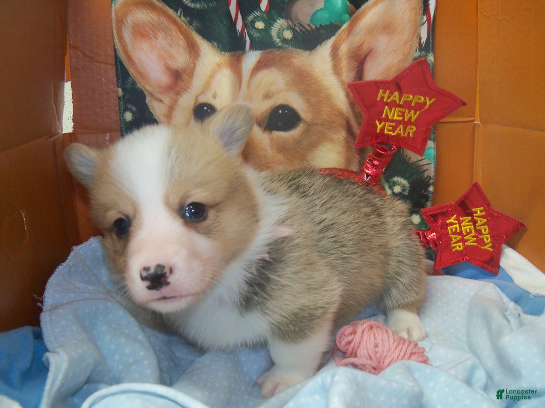 Welsh Corgi Pembroke dogs for sale: Garry - Ad 1
