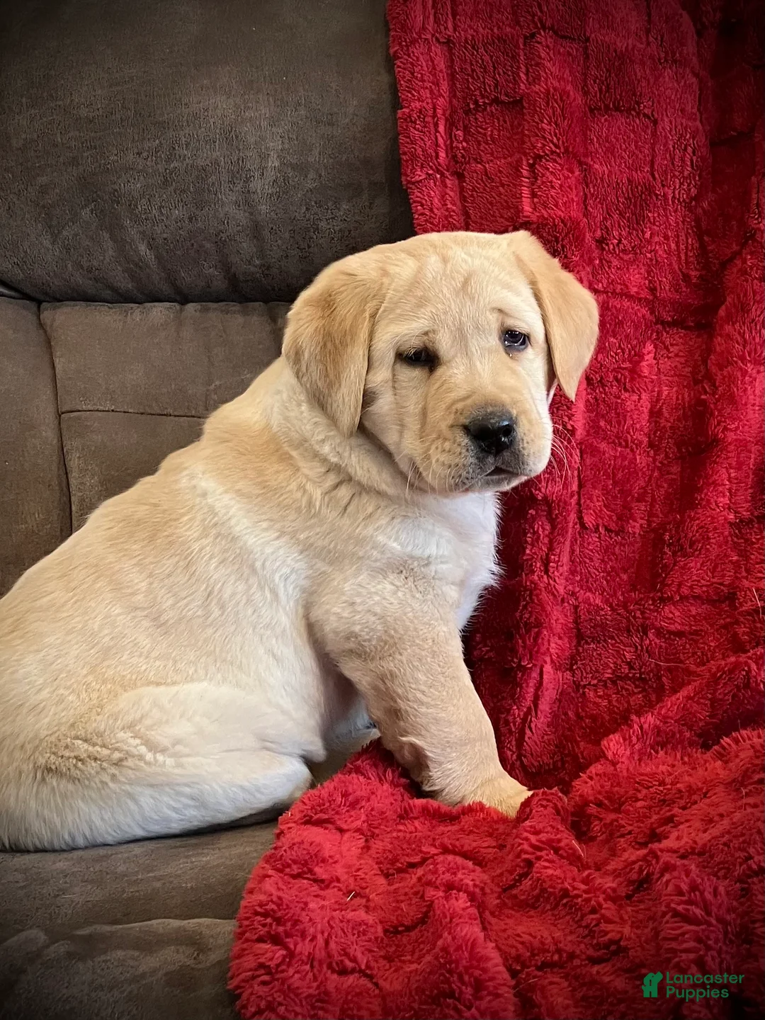 Labrador Retriever dogs for sale: Oscar - Ad 1