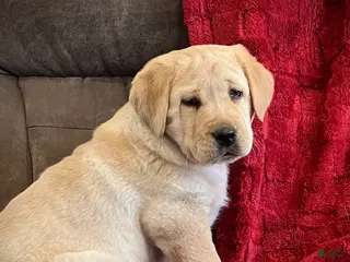 Labrador Retriever dogs Oscar - Ad 32