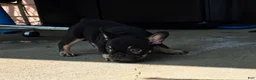 French Bulldog dogs for sale: Lucy - Ad 11
