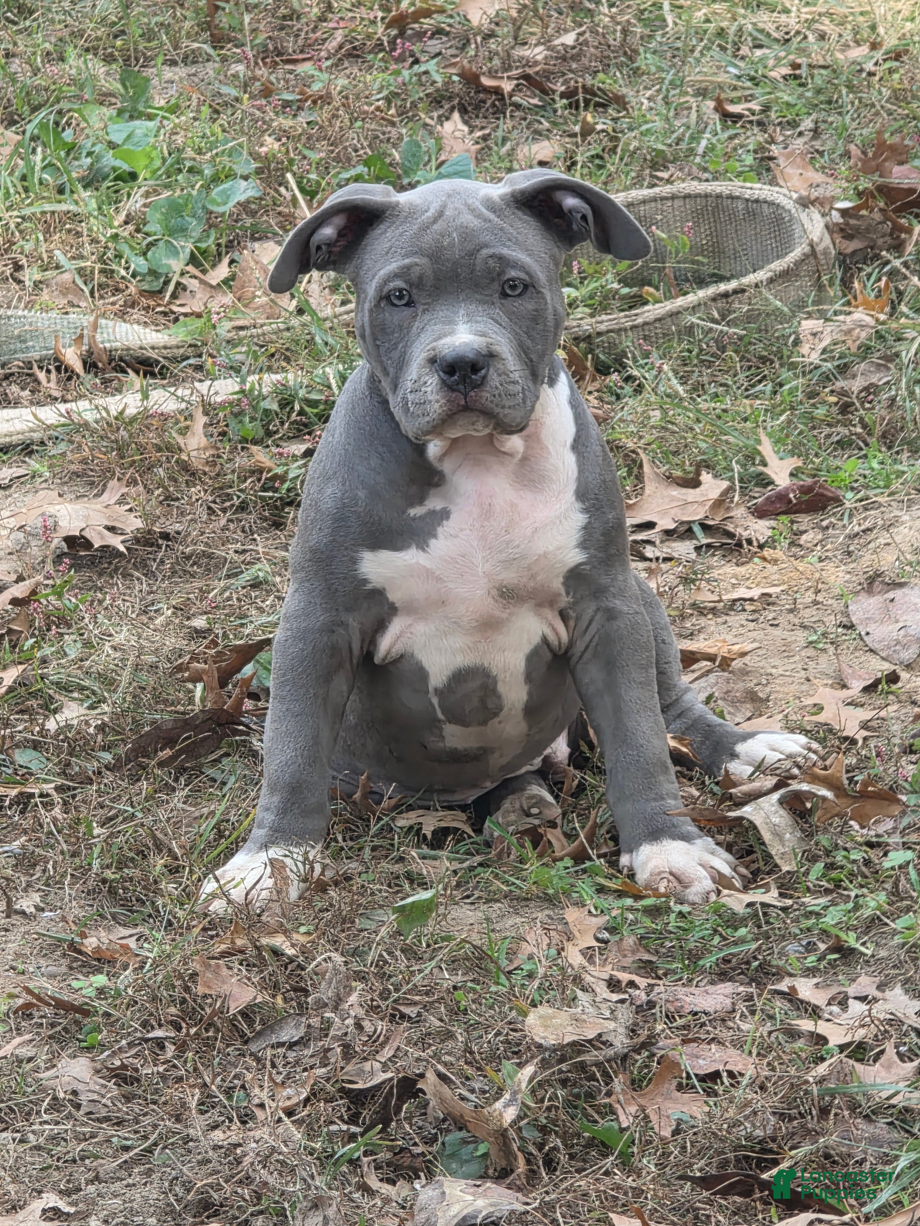 American Bully dogs for sale: Nova - Trick or Treat special $ - Ad 5