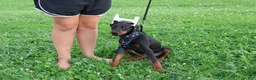 Doberman Pinscher dogs for sale: Doberman Pinscher 4 - Ad 12
