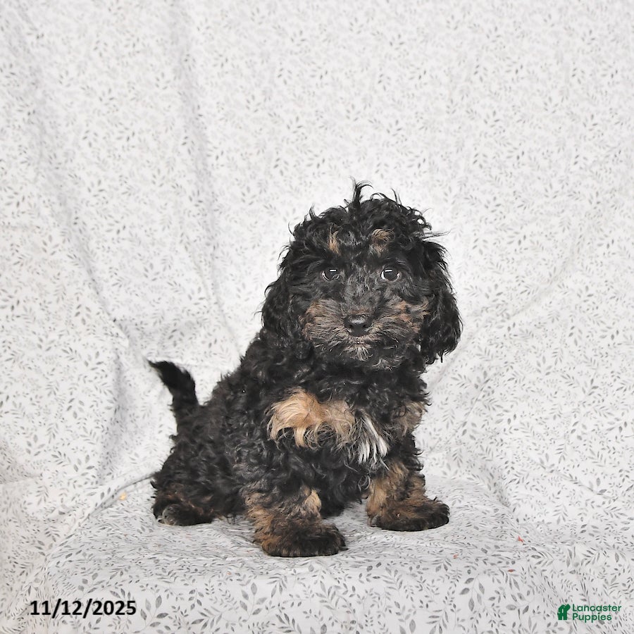 Cavapoo dogs Buster - Ad 25