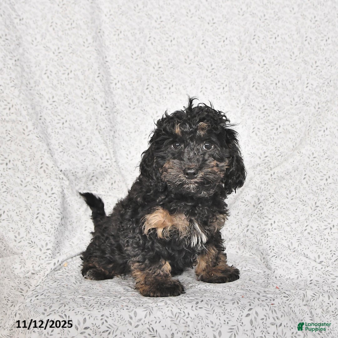 Cavapoo dogs for sale: Buster - Ad 1