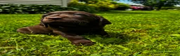 Labrador Retriever dogs for sale: Pascal - Ad 5