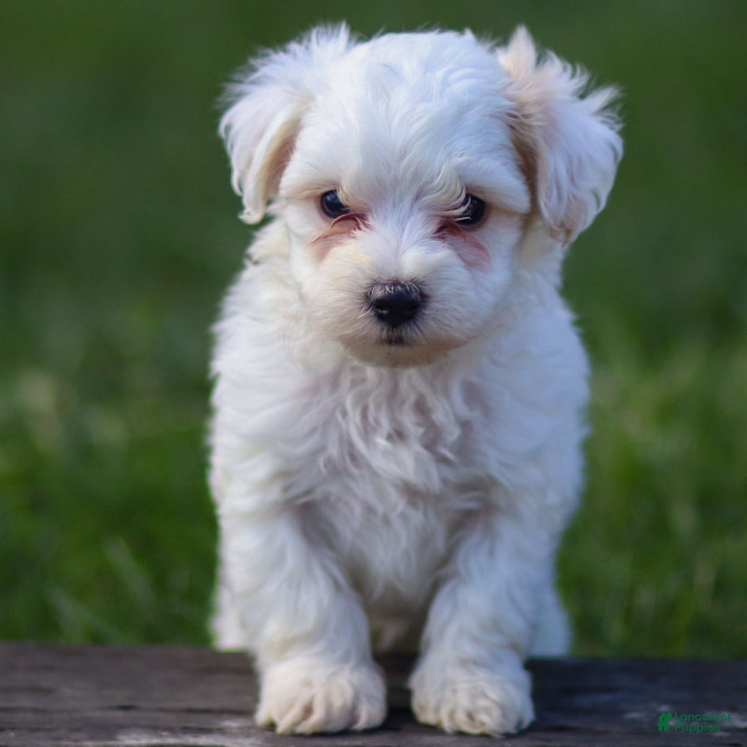 Maltipoo dogs for sale: Sarge - Ad 6