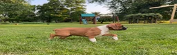 Boxer dogs for sale: Boxer 3 - Ad 8
