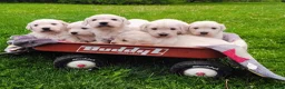 Golden Retriever dogs for sale: Bella - Ad 8