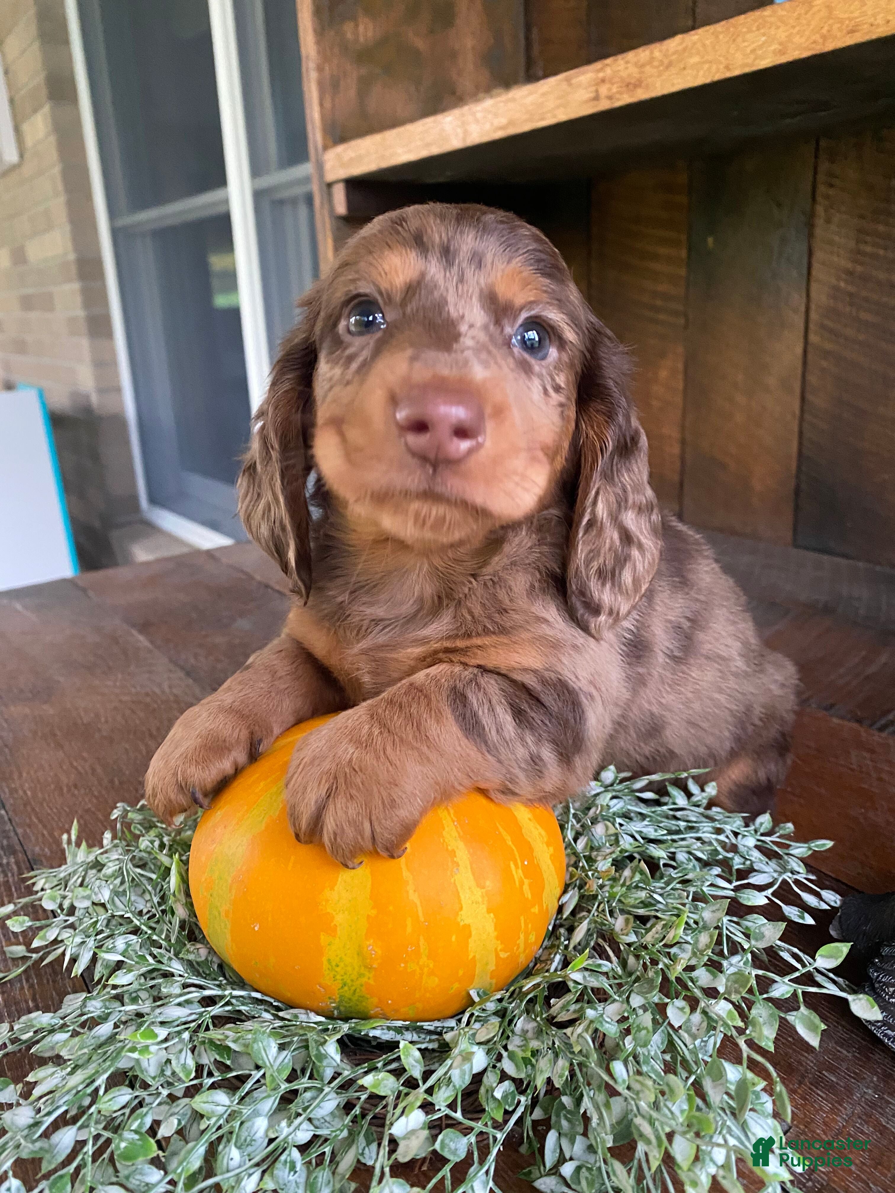 Miniature Dachshund dogs Franky - Ad 1
