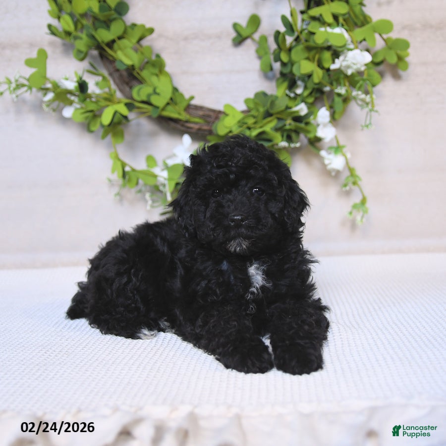 Toy Poodle dogs Cosmo   - Ad 2