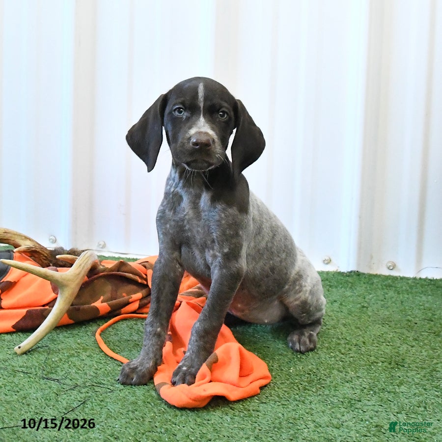 German Shorthaired Pointer dogs Lilly - Ad 2