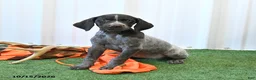 German Shorthaired Pointer dogs for sale: Lilly - Ad 2