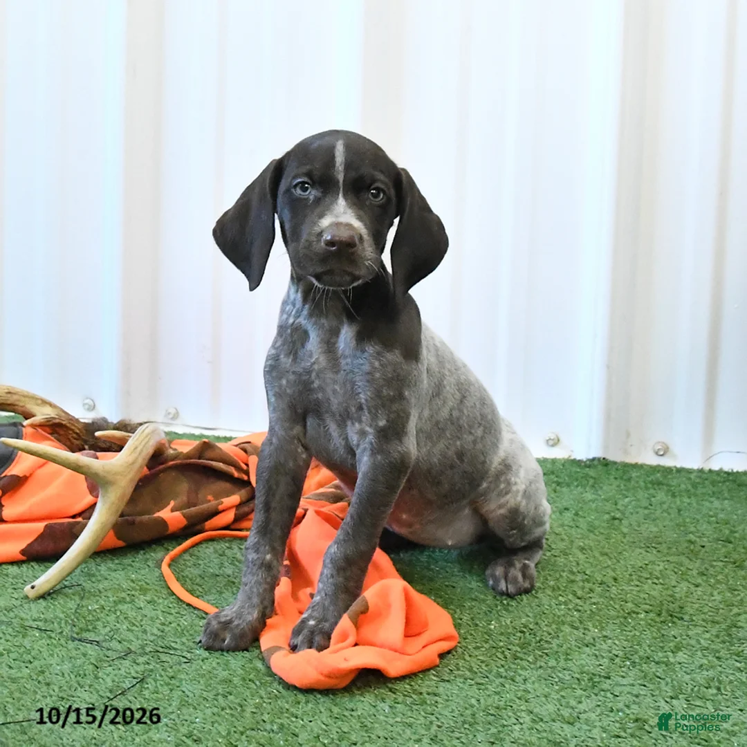 German Shorthaired Pointer dogs for sale: Lilly - Ad 2