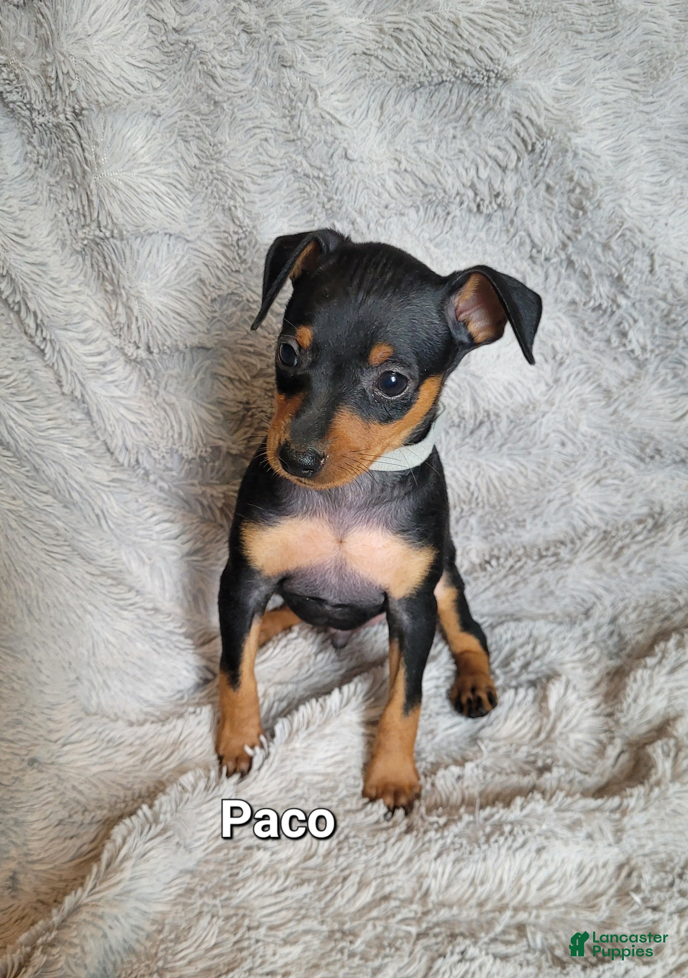 Miniature Pinscher dogs Paco - Ad 37