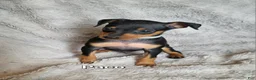 Miniature Pinscher dogs for sale: Paco - Ad 1