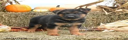 German Shepherd dogs for sale: Lucky - Ad 1