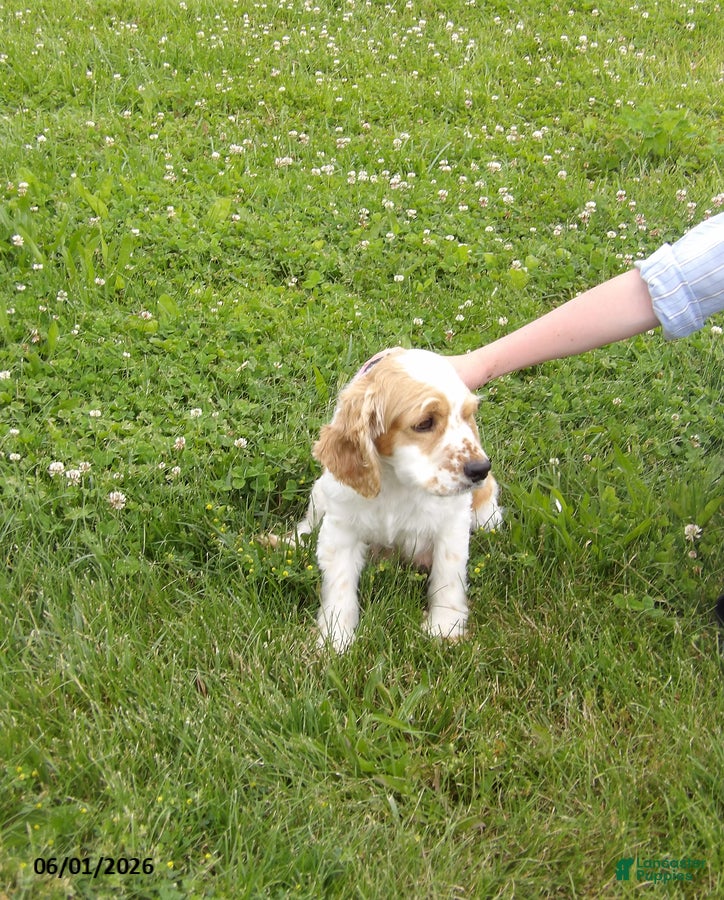 Cockapoo dogs for sale: Periwinkle - Ad 3
