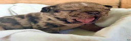 French Bulldog dogs for sale: French Bulldog 5 - Ad 3