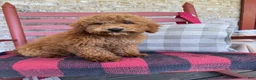 Mixed Breed dogs for sale: Jack - Ad 4