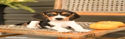 Beagle dogs for sale: Roxy - Ad 4