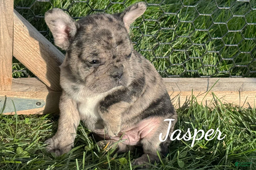 Mixed Breed dogs for sale: Jasper - Ad 5