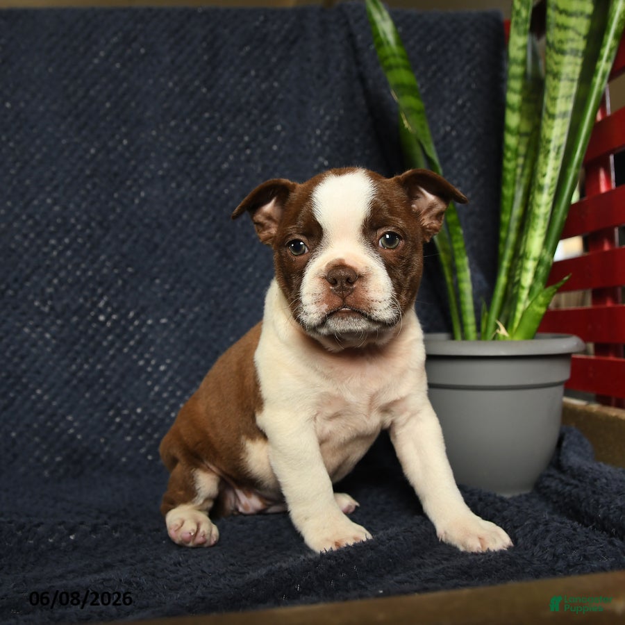 Boston Terrier dogs Fable - Ad 2