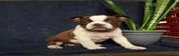 Boston Terrier dogs for sale: Fable - Ad 2