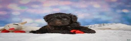 Mini Goldendoodle dogs for sale: Jake - Ad 7