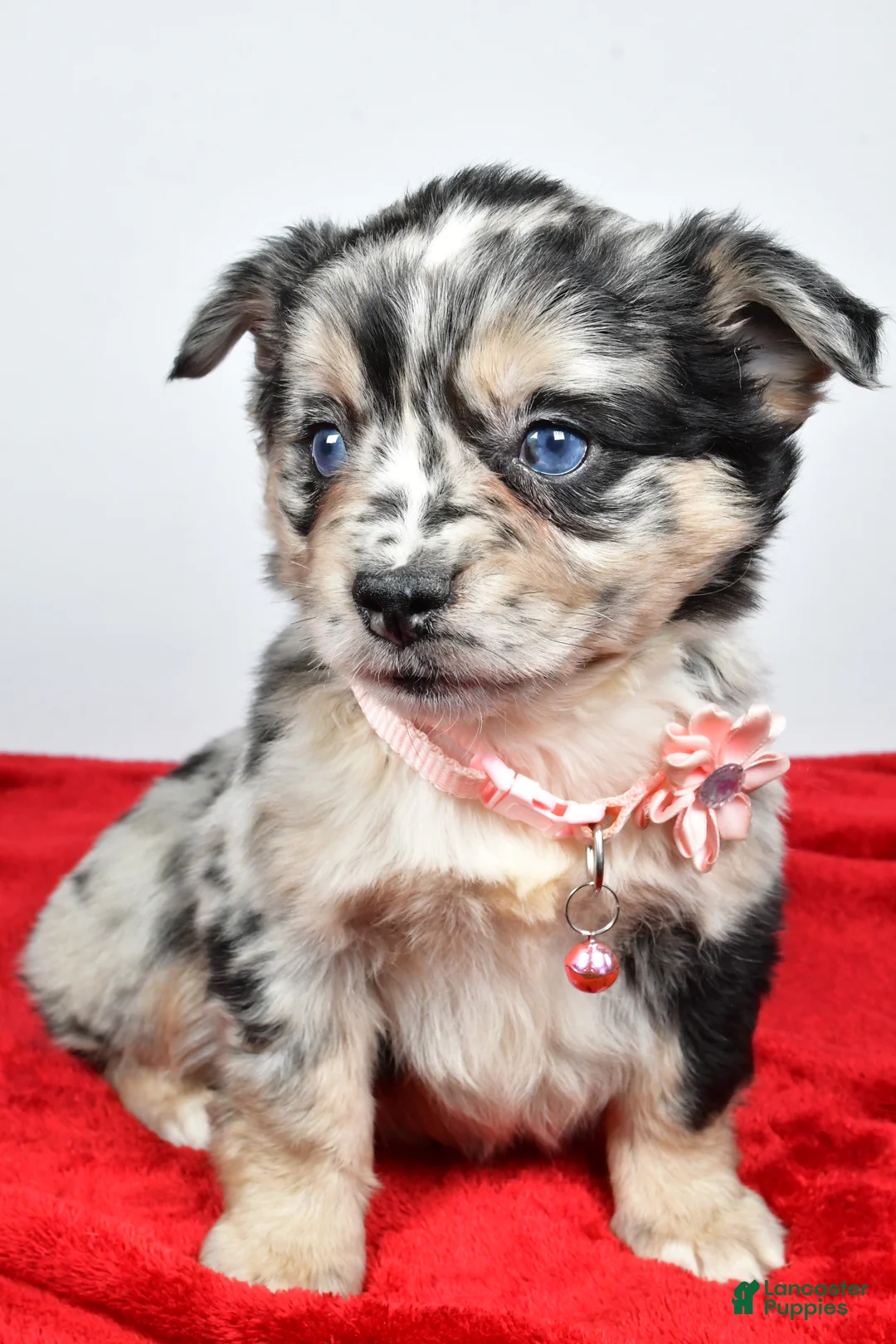 Mixed Breed dogs for sale: Cindy - Ad 3