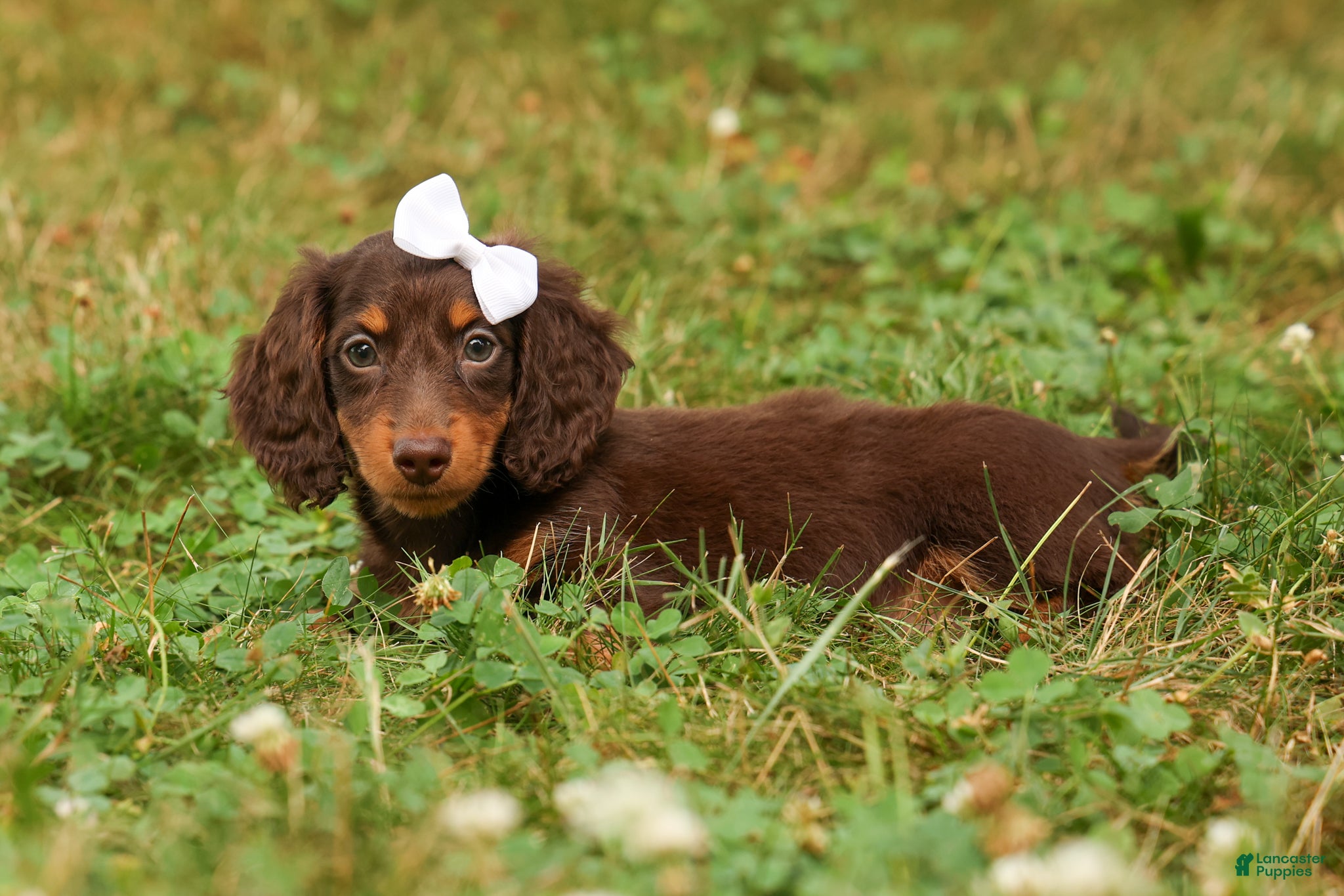 Miniature Dachshund dogs BRANDY - Ad 1