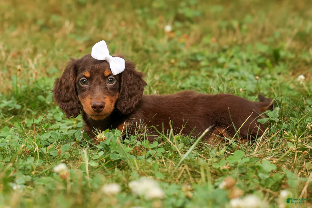 Miniature Dachshund dogs for sale: BRANDY - Ad 1