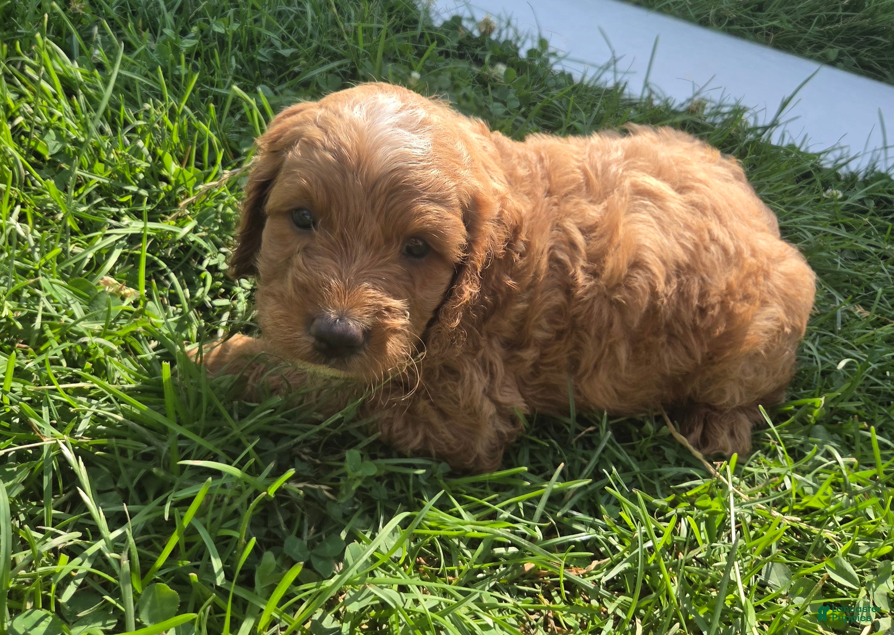 Cavapoo dogs Rocket - Ad 1