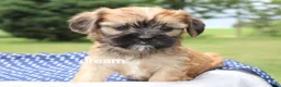 Mixed Breed dogs for sale: Nash - Ad 7