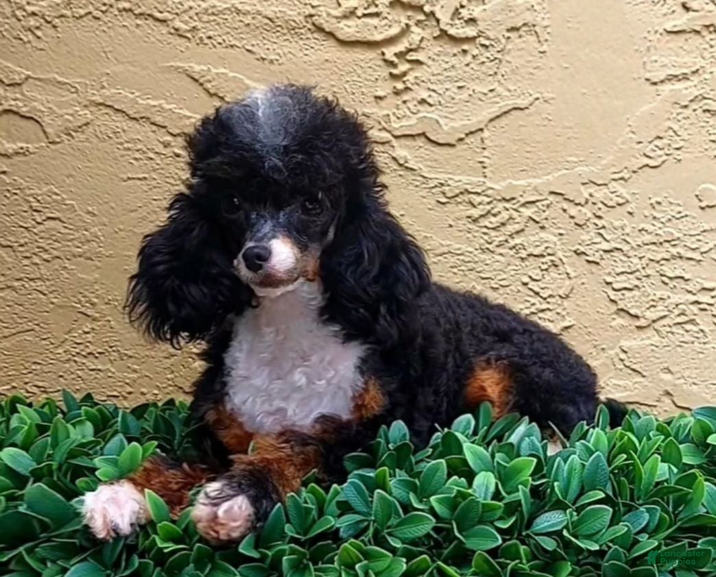 Toy Poodle dogs Davincy  - Ad 2