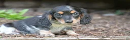 Miniature Dachshund dogs for sale: Bella - Ad 8