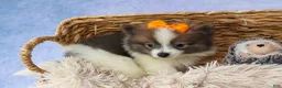 Pomeranian dogs for sale: Easton🐾 - Ad 4