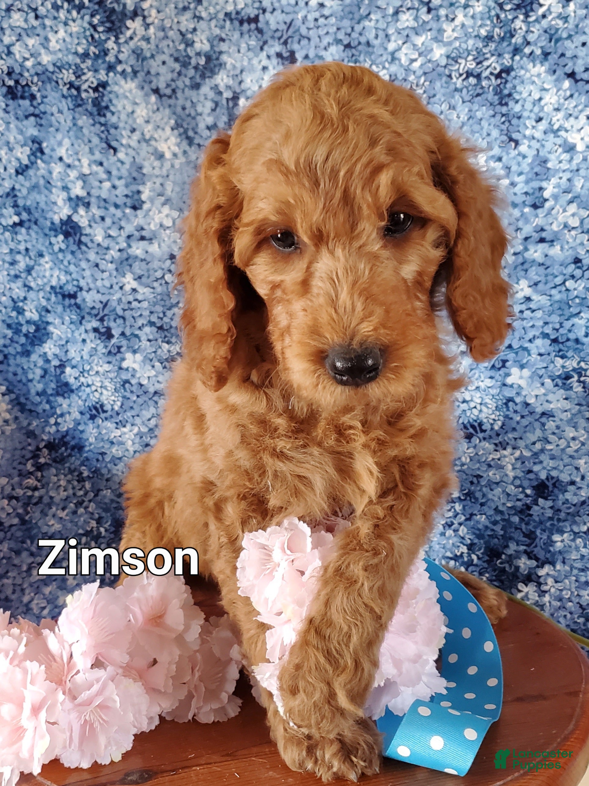 Mini Goldendoodle dogs Zimpson - Ad 2