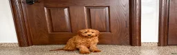 Cavapoo dogs for sale: Cavapoo male Puppy 3 - Ad 6