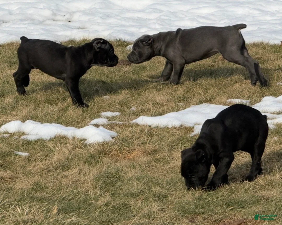 Cane Corso dogs for sale: Cane Corso Puppy 3 - Ad 4
