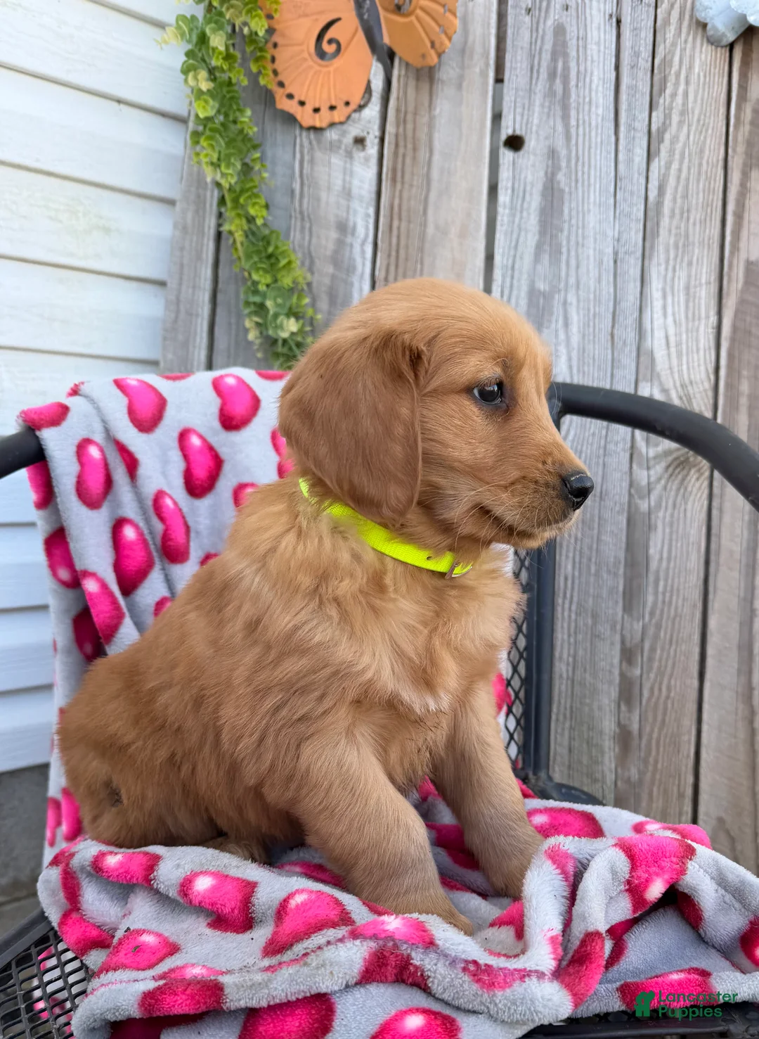Golden Retriever dogs for sale: Abby - Ad 4