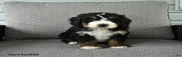 Bernedoodle dogs for sale: Stanley - Ad 4