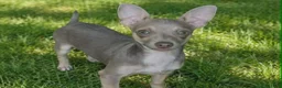 Chihuahua dogs for sale: Lilac and tan male,  Nationwide delivery  - Ad 1