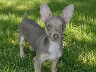 Chihuahua dogs Lilac and tan male, Hand delivery - Ad 6