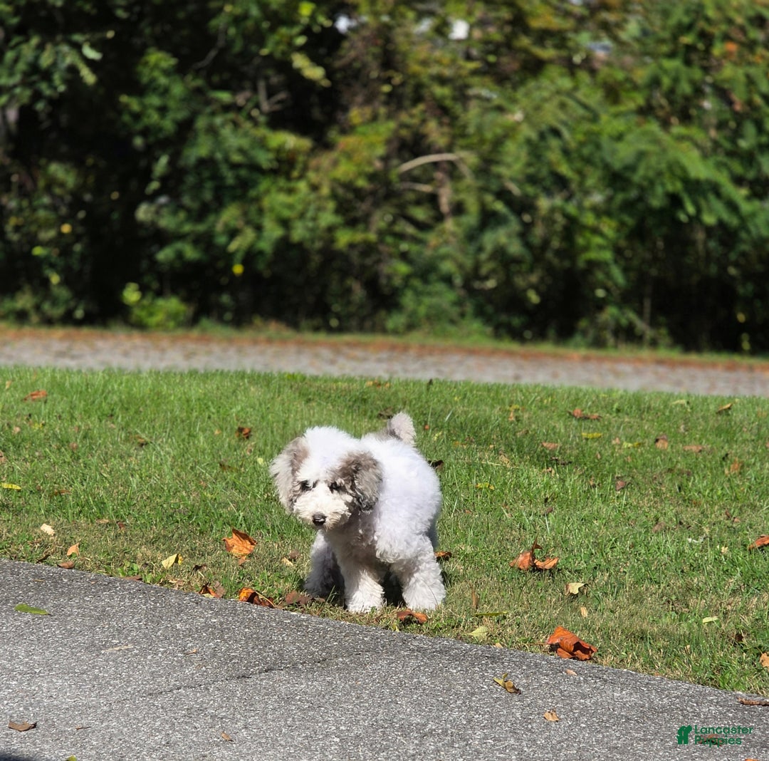 Mixed Breed dogs for sale: Happy  - Ad 2