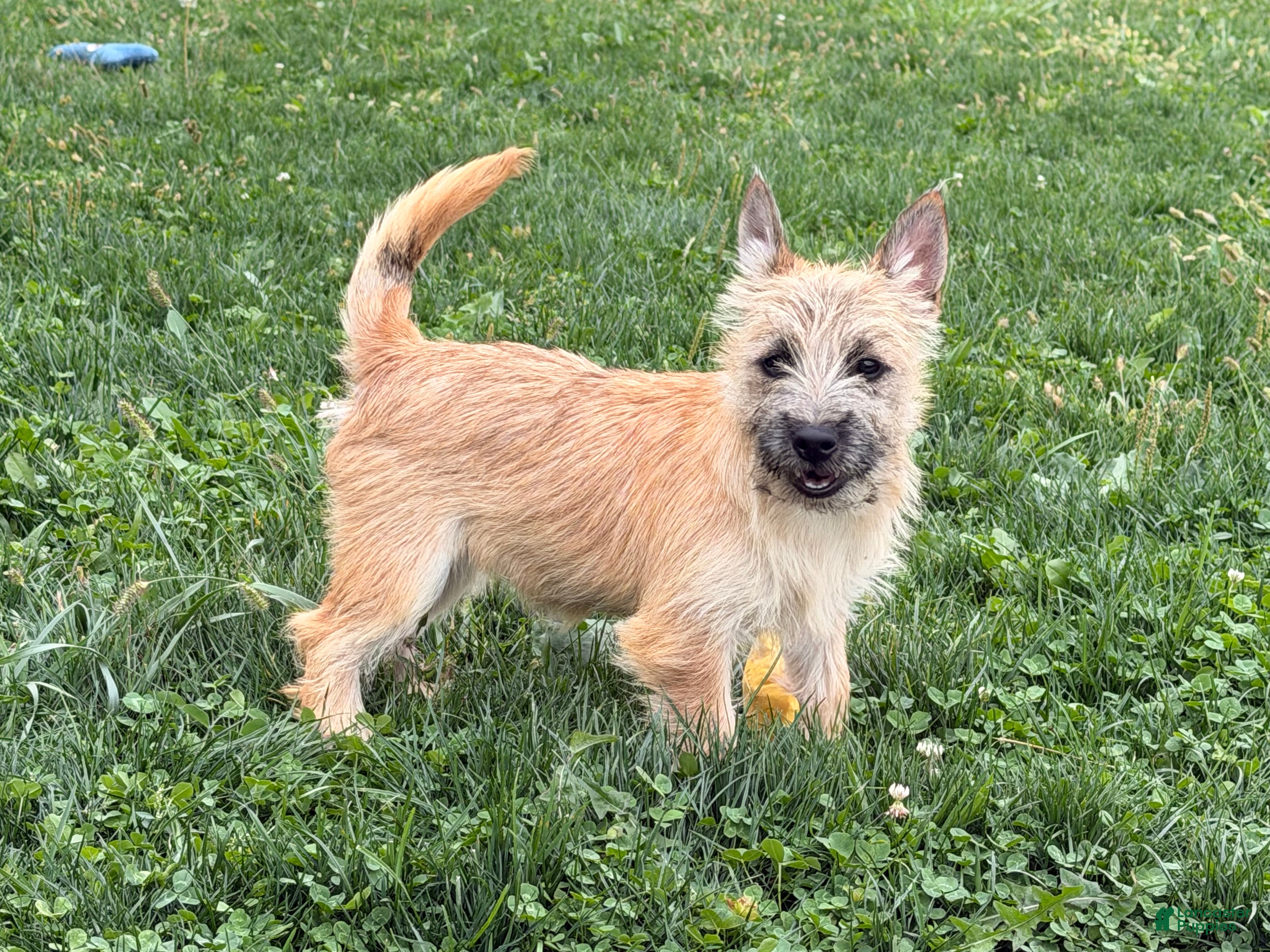 Cairn Terrier dogs for sale: Joe - Ad 1