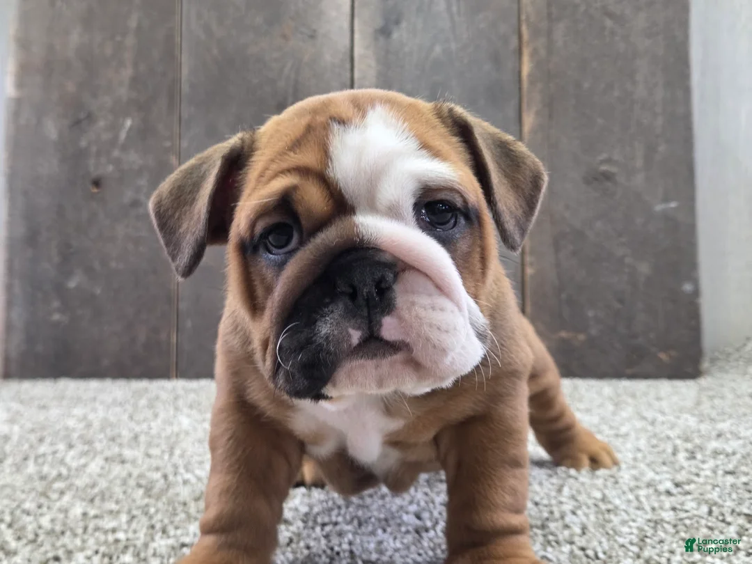 English Bulldog dogs for sale: Mack - Ad 2
