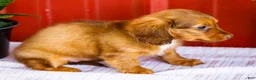 Miniature Dachshund dogs for sale: Bonnie - Ad 6