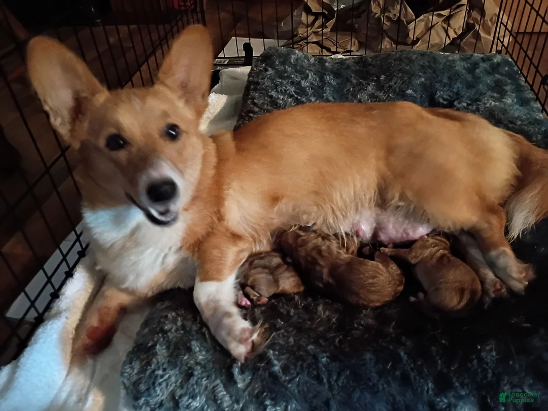 Mixed Breed dogs for sale: Mixed Breed 1 - Ad 2