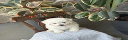 Bichon Frise dogs for sale: Jethro - Ad 13