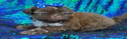 Shih Tzu dogs for sale: Shih Tzu 1 - Ad 2